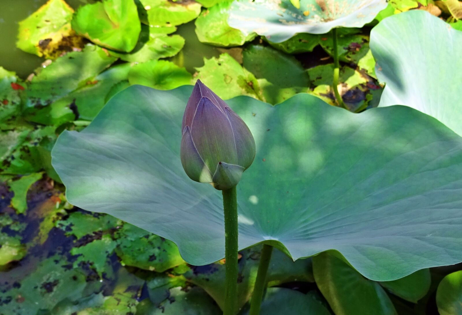 Sony DSC-HX60V sample photo. Lotus, bud, pink photography