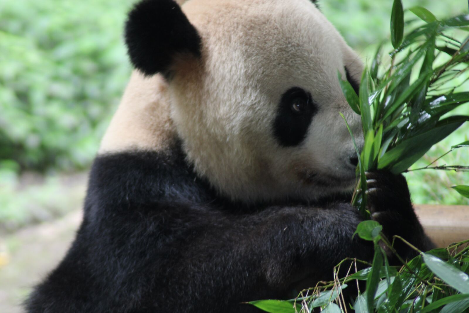 Canon EOS 2000D (EOS Rebel T7 / EOS Kiss X90 / EOS 1500D) sample photo. Panda, bamboo, animal photography