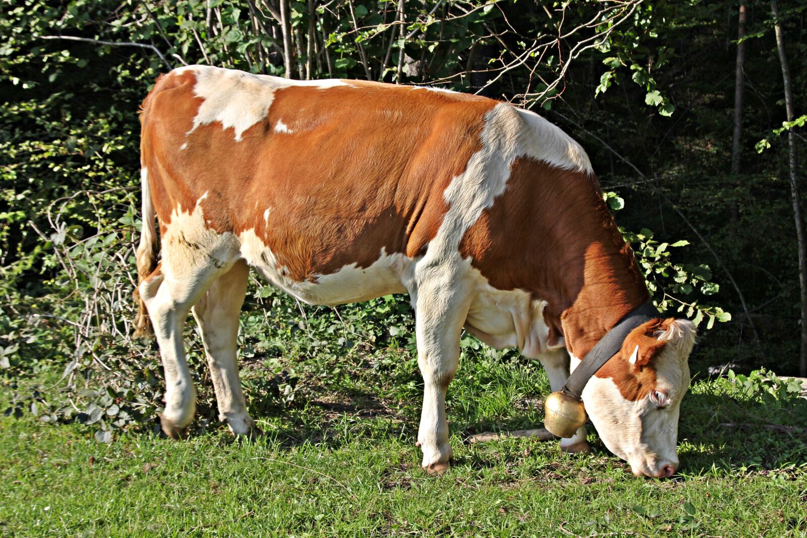 Canon EOS 60D + Canon EF 24-105mm F4L IS USM sample photo. Cow, beef, calf photography