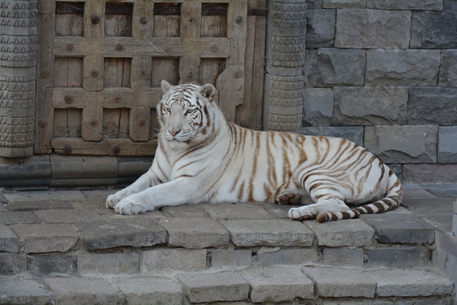 Nikon D5200 sample photo. Tiger, white, royal photography