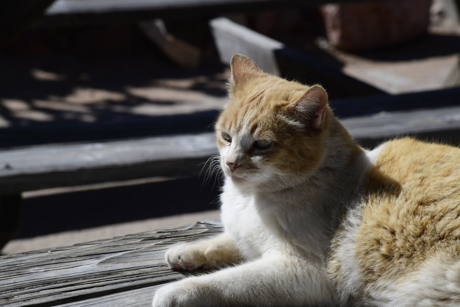 Nikon D850 sample photo. Animal, cat, pets photography