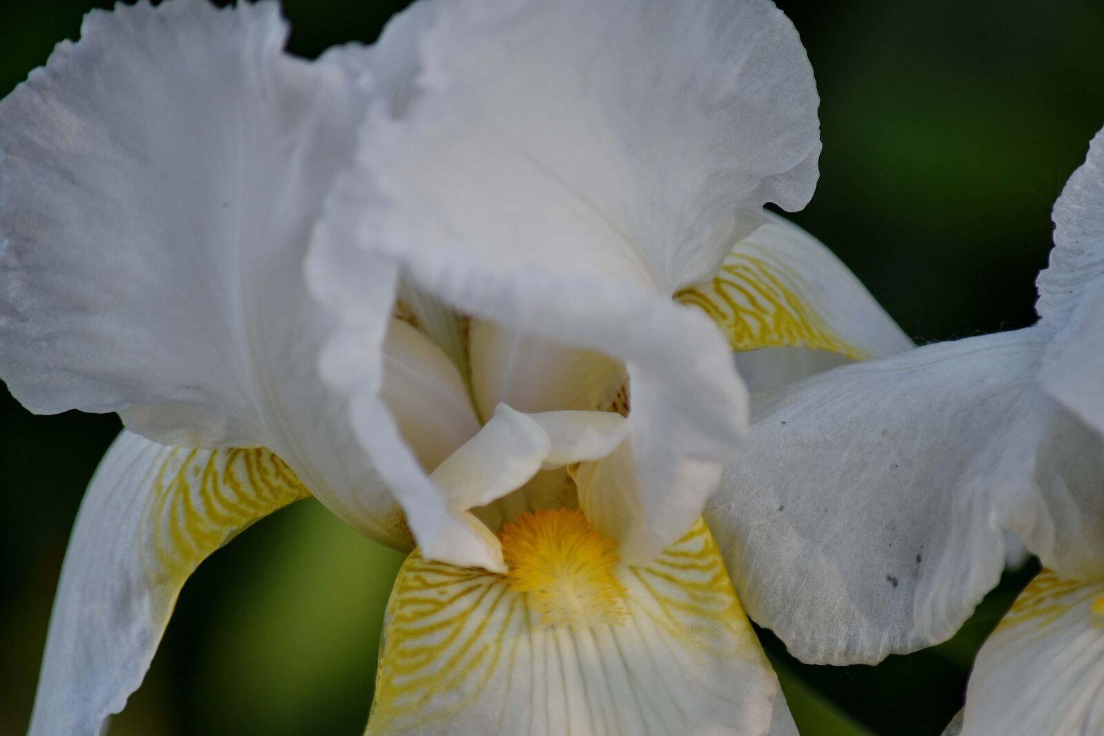 Nikon D5500 sample photo. Iris, pollen, white, flowers photography