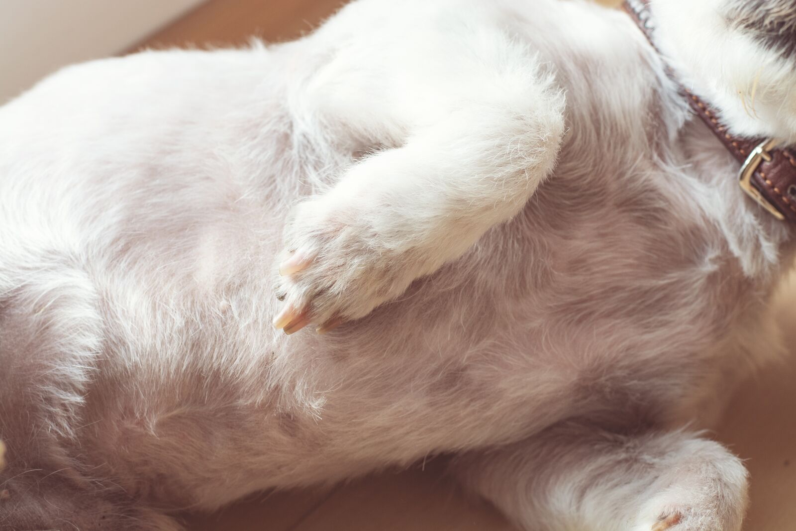 Nikon D7100 sample photo. Dog belly, white, white photography
