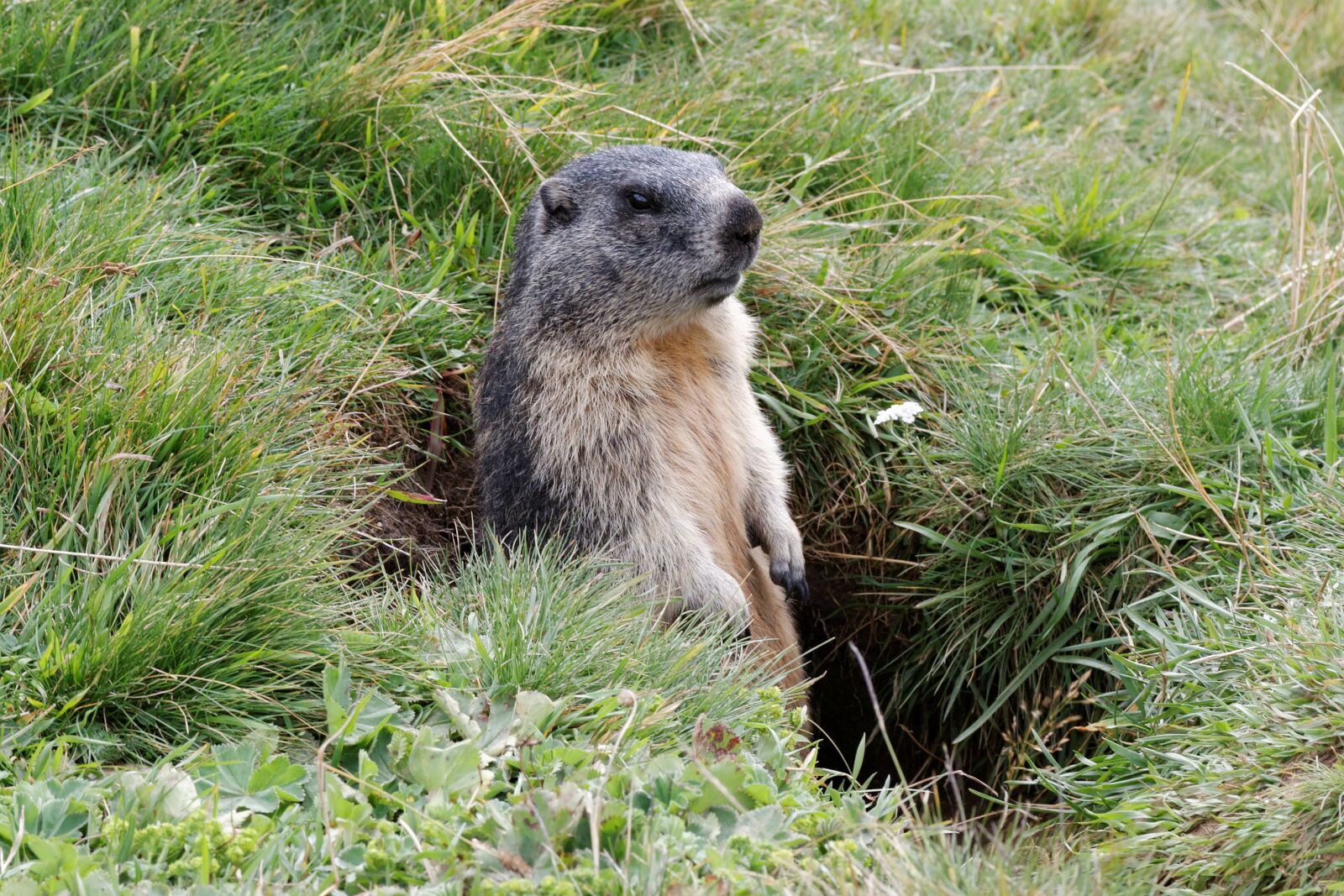Canon EOS 30D sample photo. Marmots, aletsch glacier, valais photography