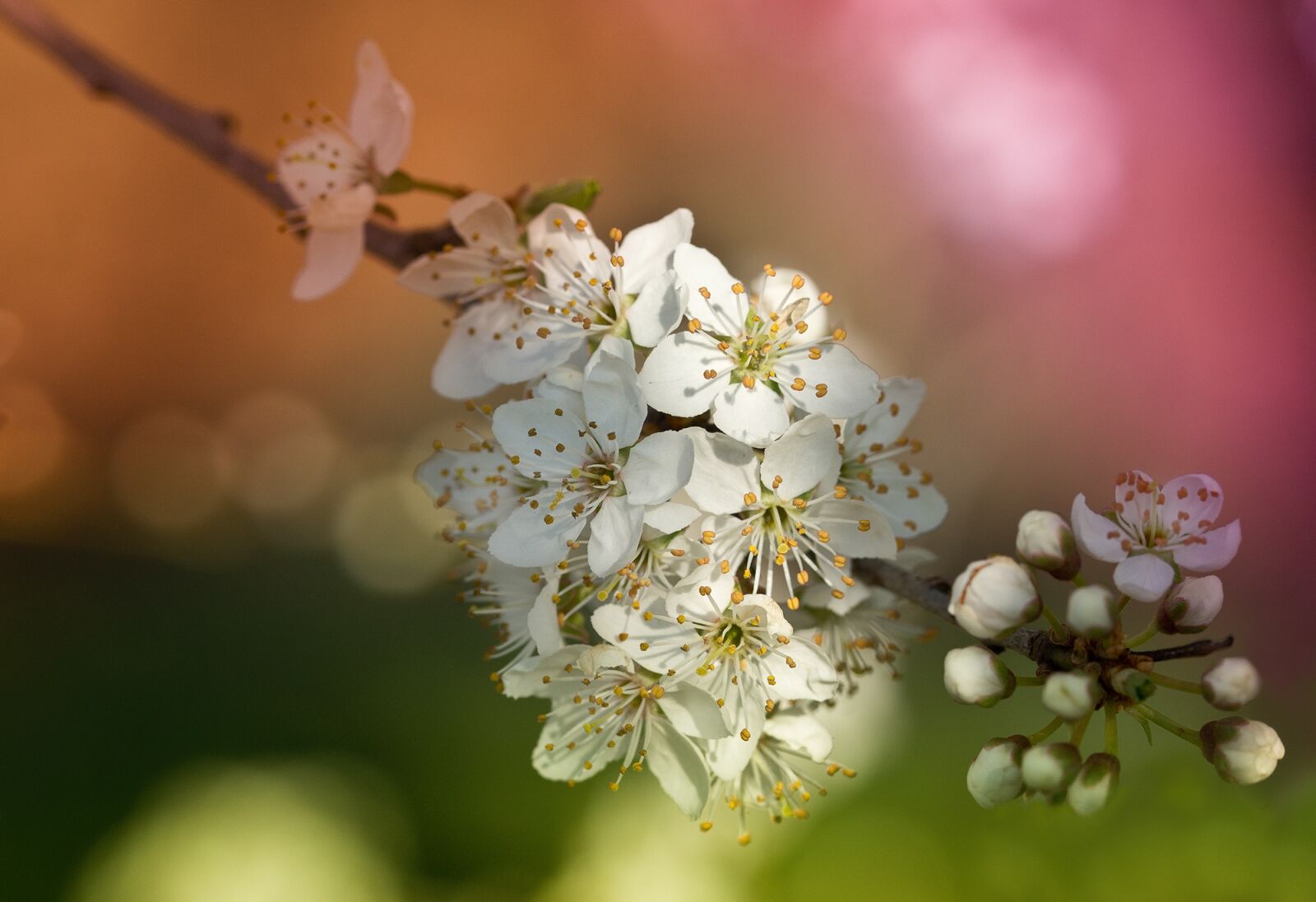 Sony SLT-A77 sample photo. Obstblueten, flowers, spring photography