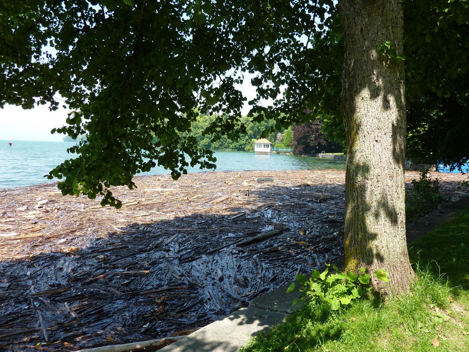 Panasonic DMC-TZ7 sample photo. Wood, lake constance, tree photography