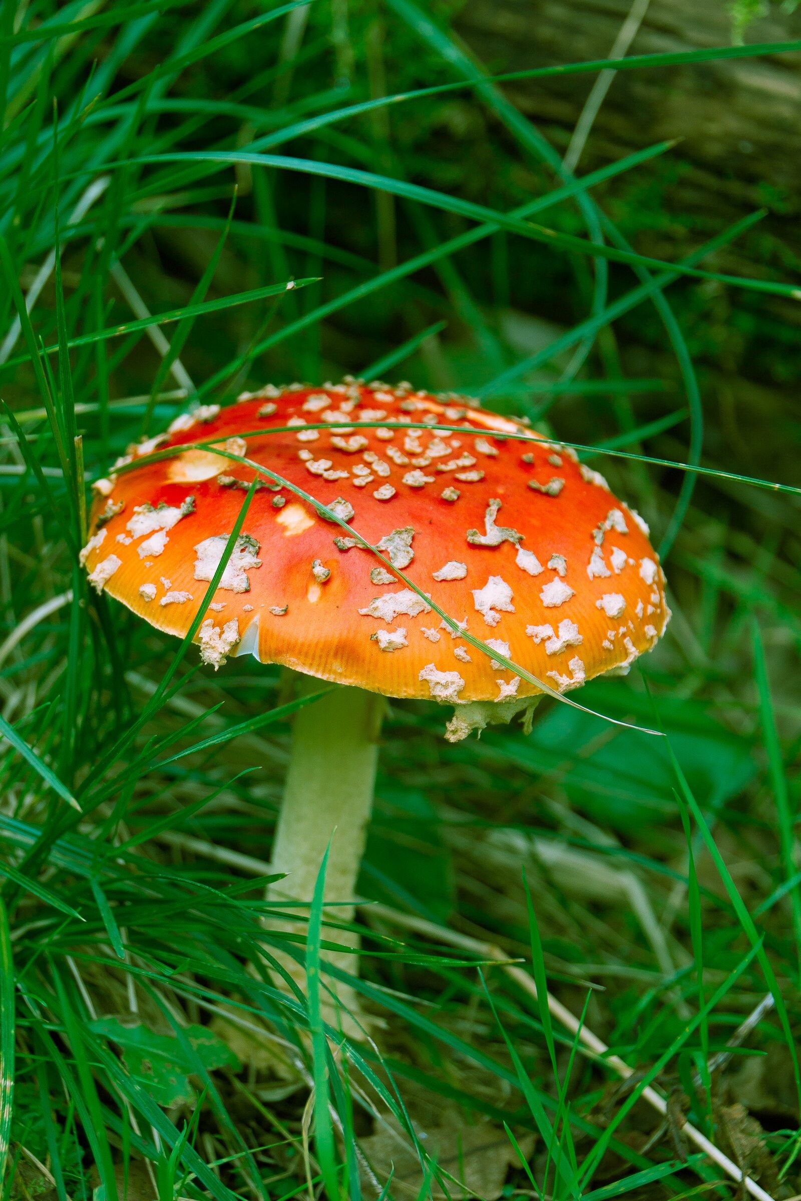 Canon EOS 70D sample photo. Amanita, mushroom, forest photography