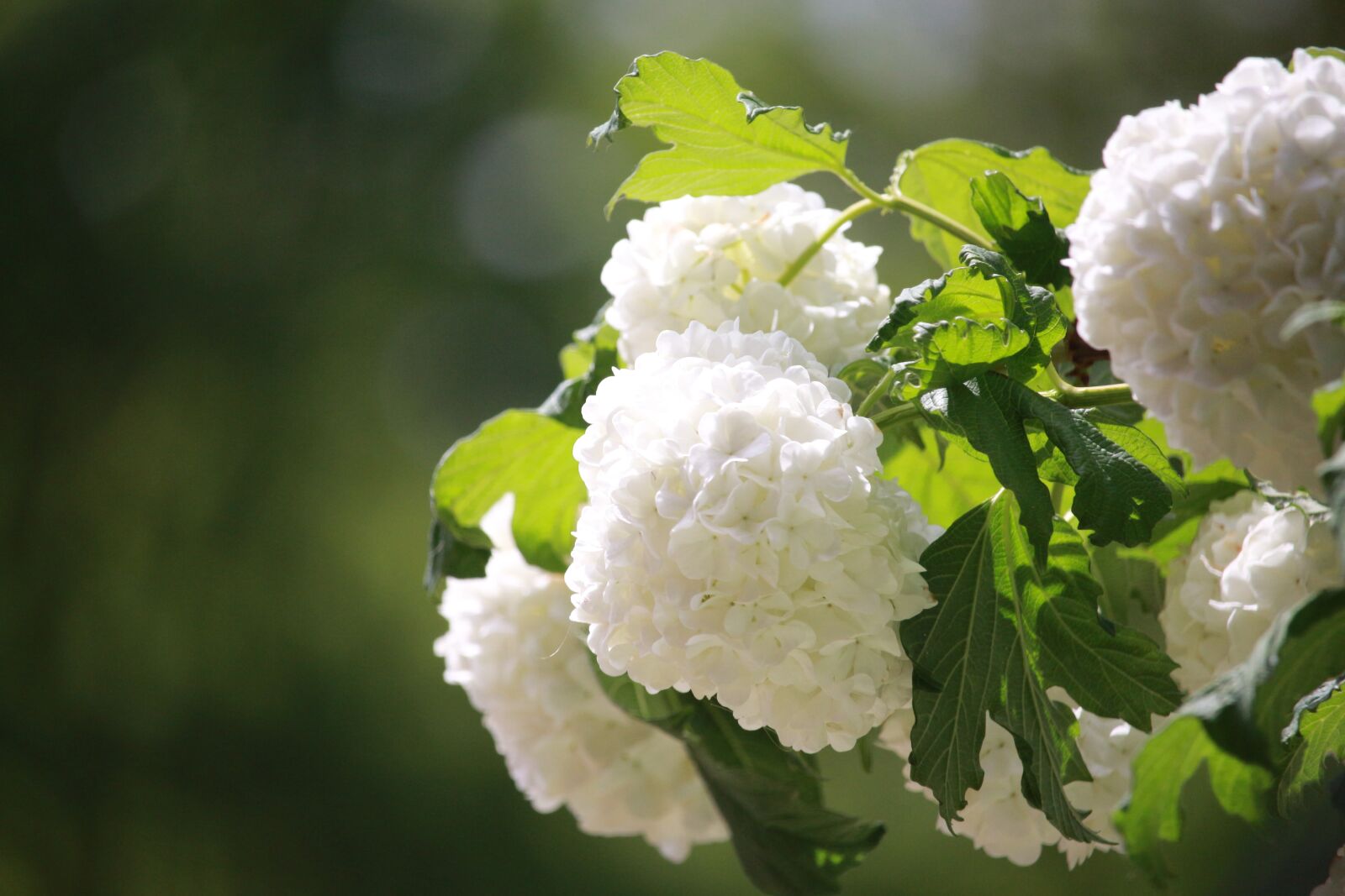 Canon EOS 700D (EOS Rebel T5i / EOS Kiss X7i) sample photo. Hydrangea, bush, hydrangea bush photography