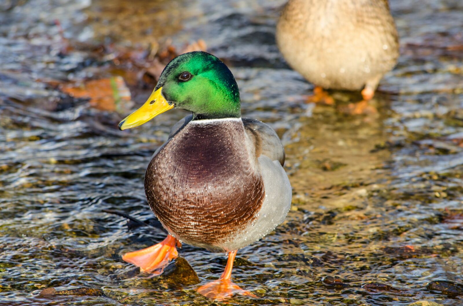 Nikon D5100 sample photo. Wild duck, animal, river photography