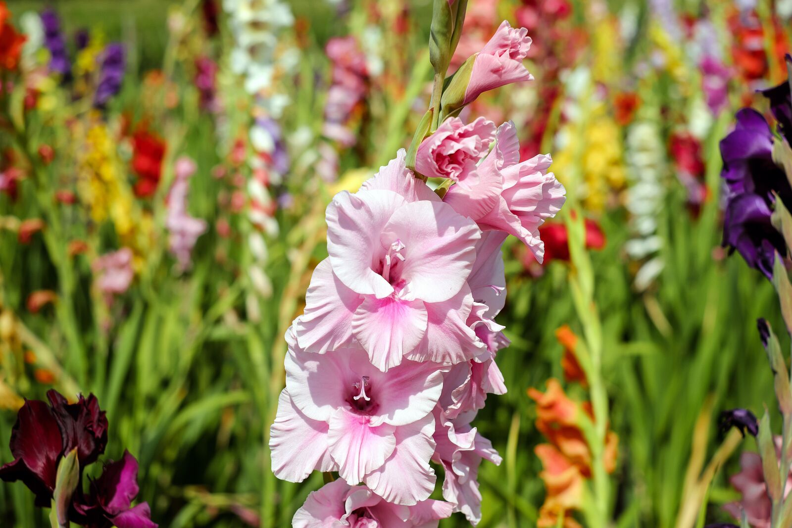 Fujifilm X-T10 + Fujifilm XF 35mm F1.4 R sample photo. Gladiolus, flower, blossom photography