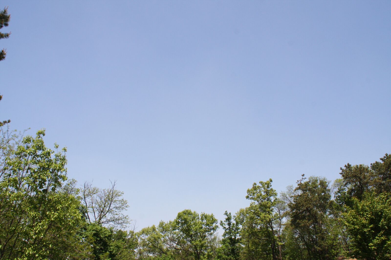 Canon EOS 40D sample photo. Blue sky, sky, wood photography
