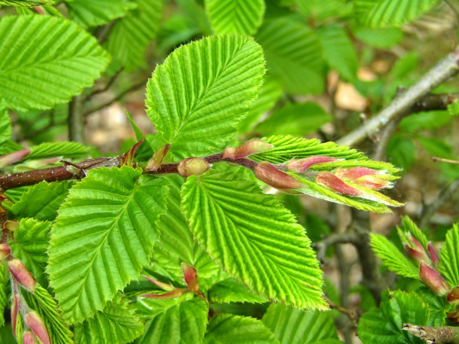 Canon POWERSHOT SX432 IS sample photo. Beech, hedge accounting, leaves photography
