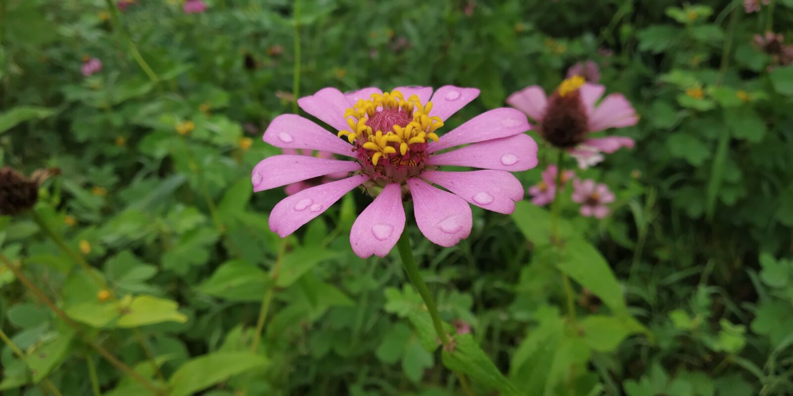 Xiaomi Redmi Note 5 Pro sample photo. Flower, zenia, forest flower photography
