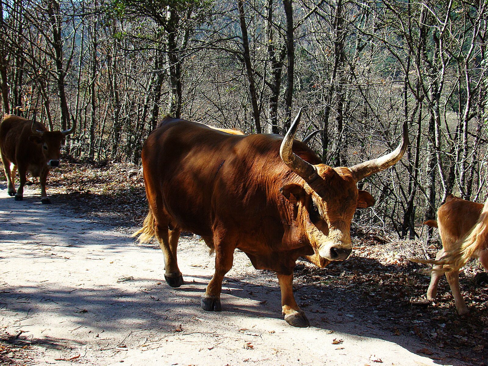 Sony DSC-H9 sample photo. Livestock, toro, nature photography
