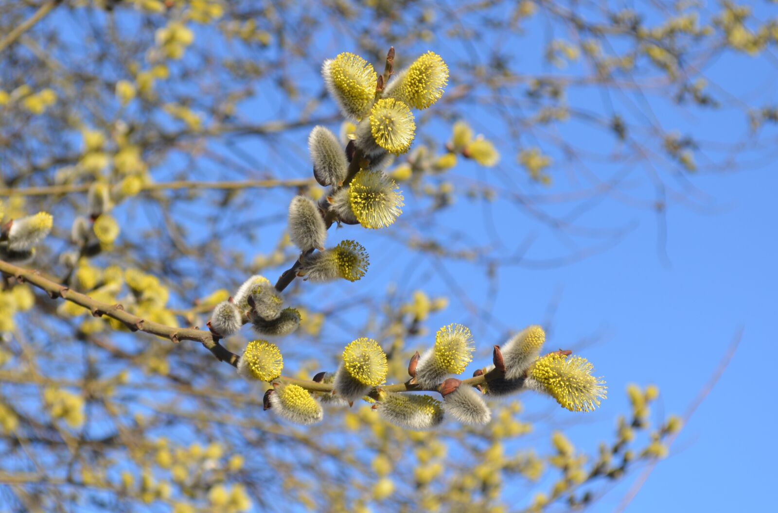 Nikon D5100 sample photo. Verba, spring, pollen photography