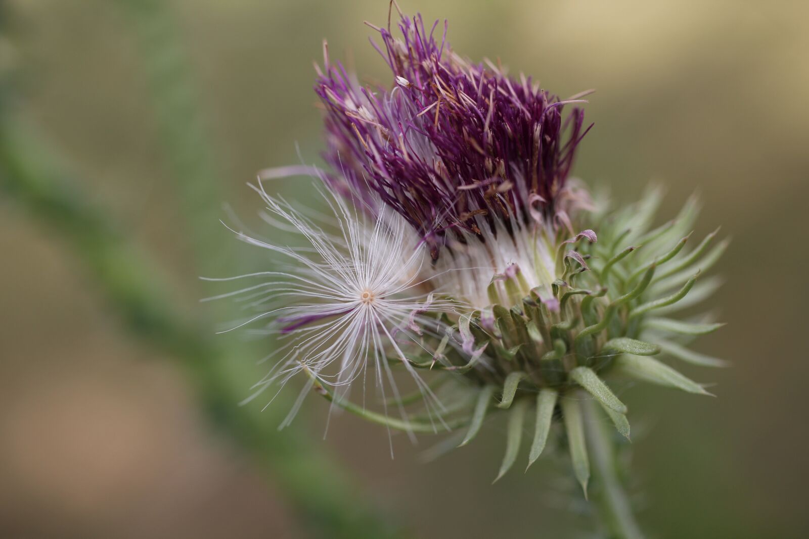 Canon EOS 550D (EOS Rebel T2i / EOS Kiss X4) sample photo. Thistle, flower, seeds photography