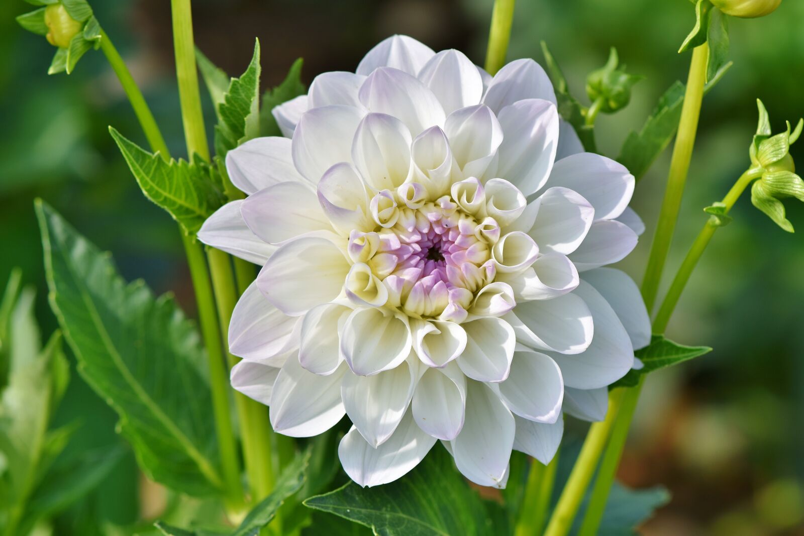 Nikon D7200 sample photo. Dahlia, dahlias bud, flower photography