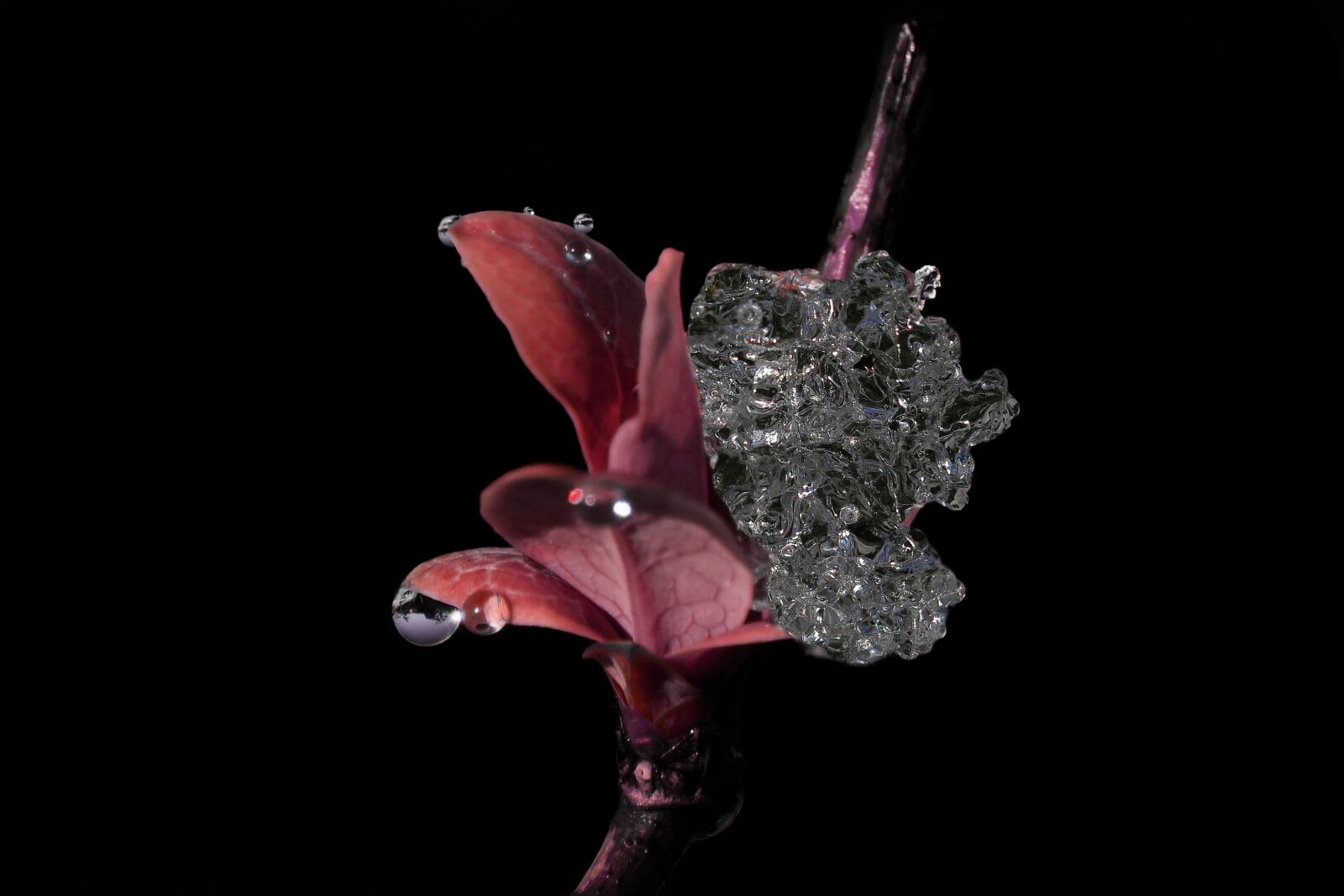 Sony SLT-A58 sample photo. Ice, leaf, nature photography