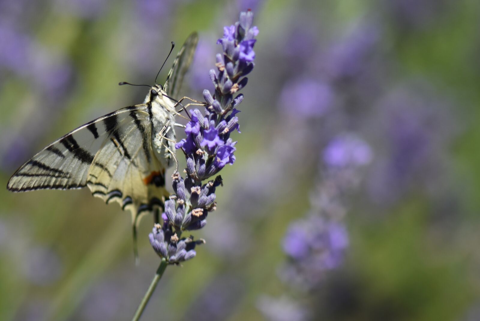 Nikon D7200 sample photo. Butterfly, nature, lavender photography