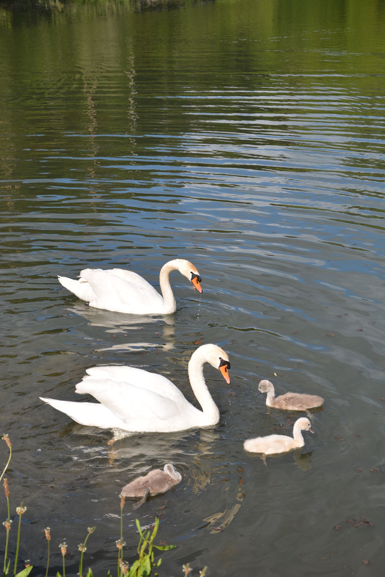 Nikon D7100 sample photo. Swans, baby swans, eternal photography