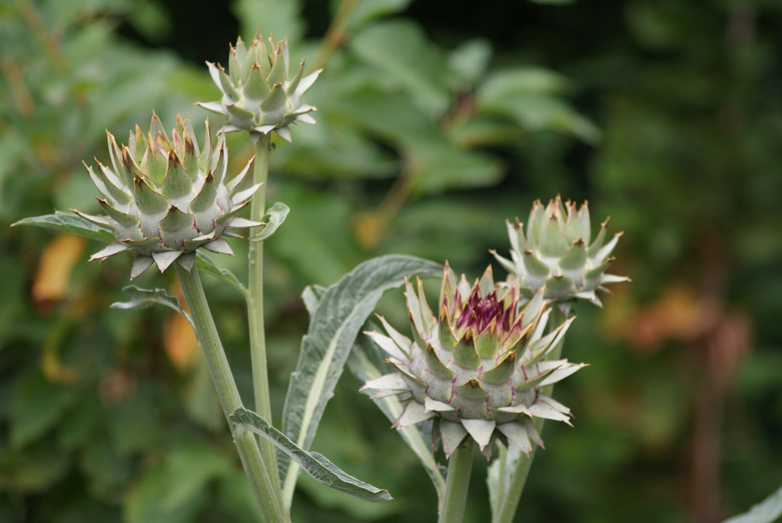 Sony Alpha DSLR-A300 sample photo. Artichoke, bud, open photography
