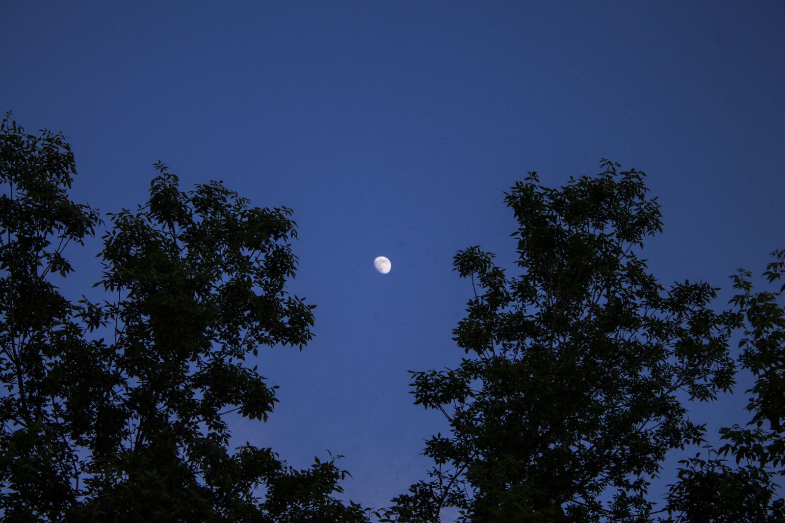 Canon EOS 1100D (EOS Rebel T3 / EOS Kiss X50) + Canon EF-S 18-55mm F3.5-5.6 IS II sample photo. Evening, moon, the mosquito photography