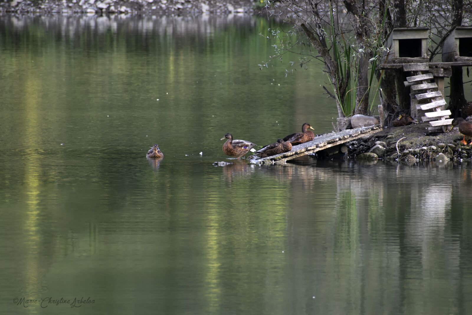 Nikon D5300 sample photo. Ducks, shelter, lake photography