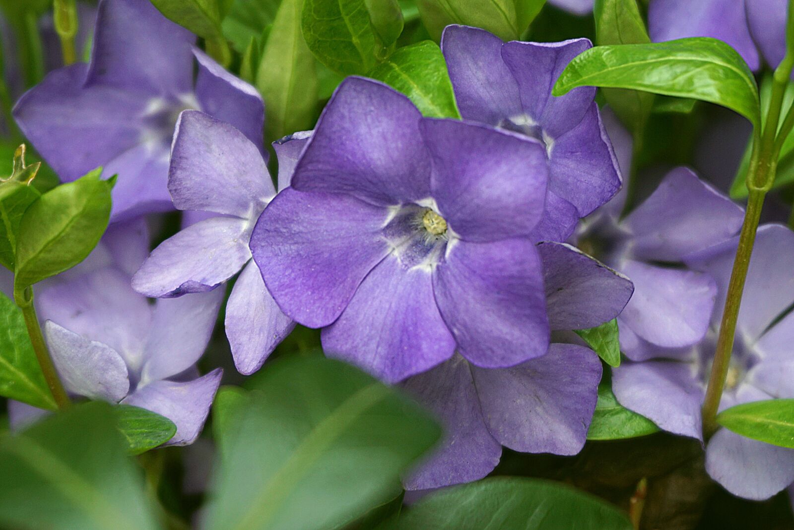 Sony a6000 sample photo. Periwinkle, flower, evergreen photography