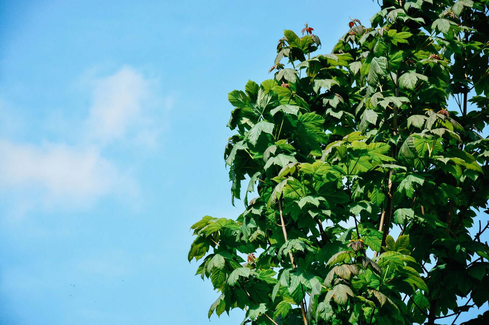 Nikon D3200 sample photo. Sky, tree photography