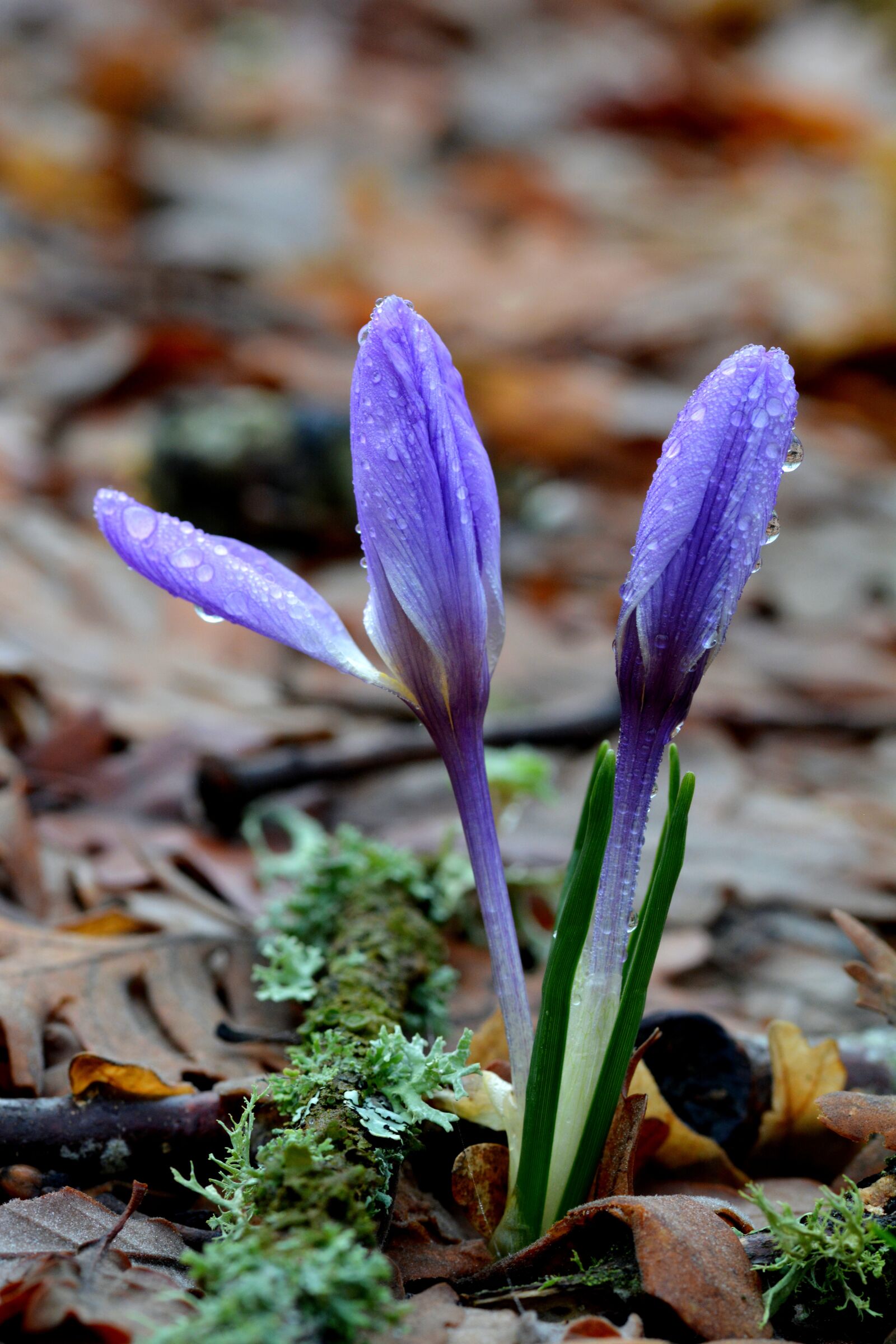 Nikon D5200 sample photo. Flower, flowers, violet photography