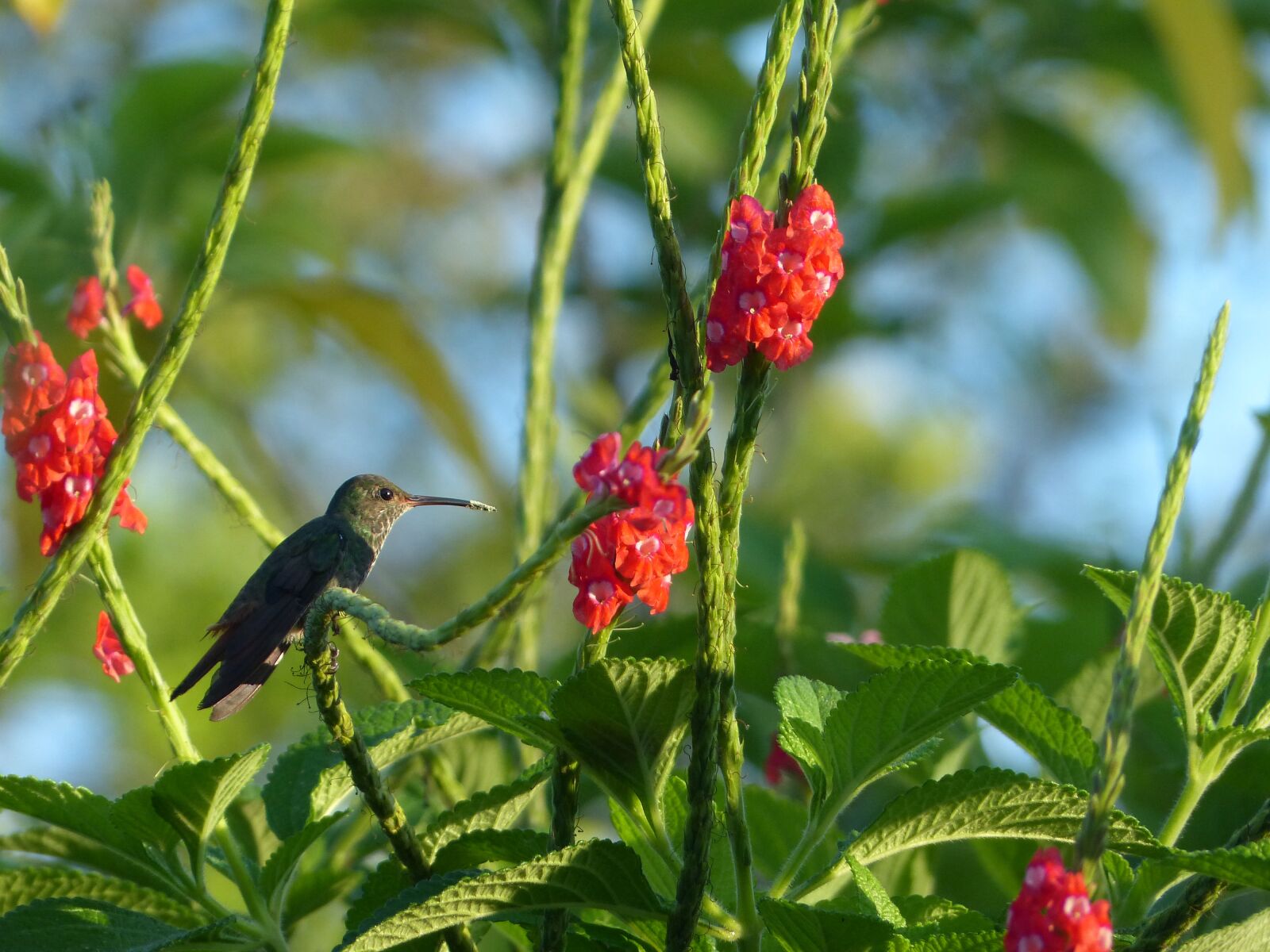 Panasonic Lumix DMC-FZ200 sample photo. Hummingbird, bird, flowers photography
