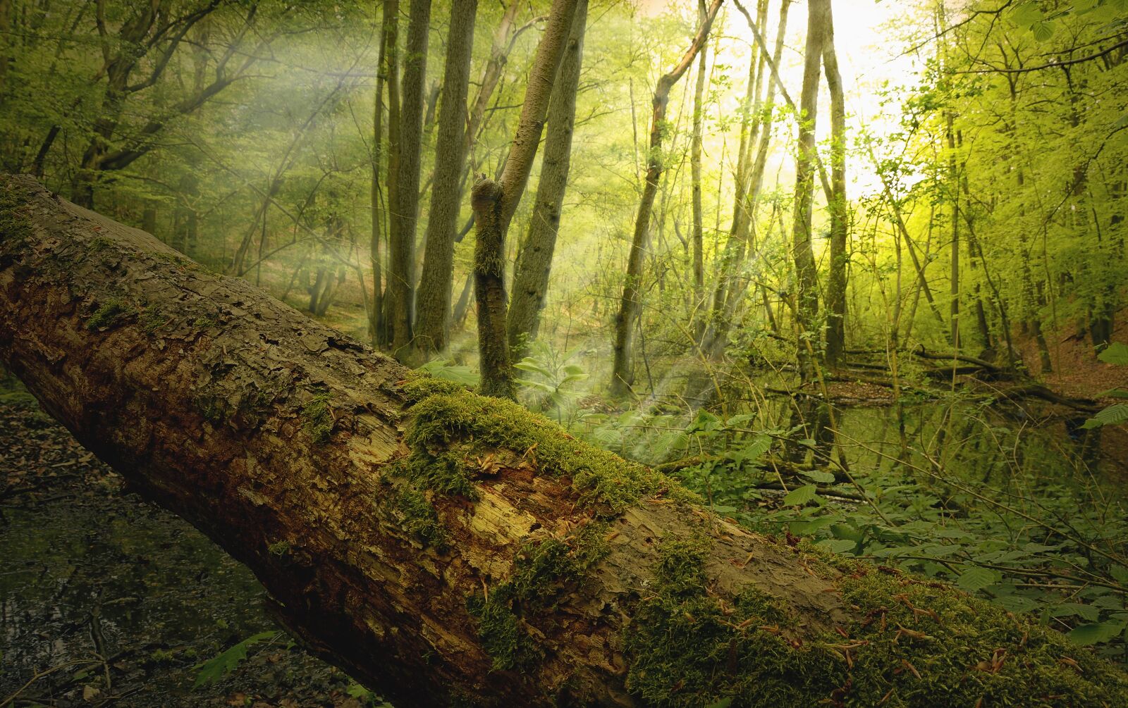 Nikon D3200 sample photo. Log, dead wood, moss photography