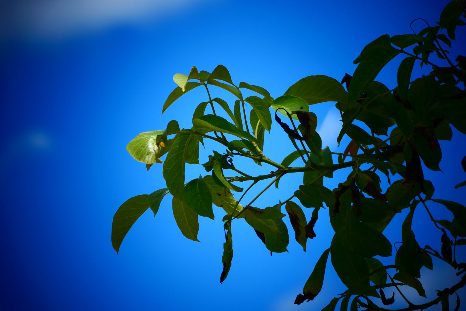 Panasonic DC-FZ10002 sample photo. Tree, sky, nature photography