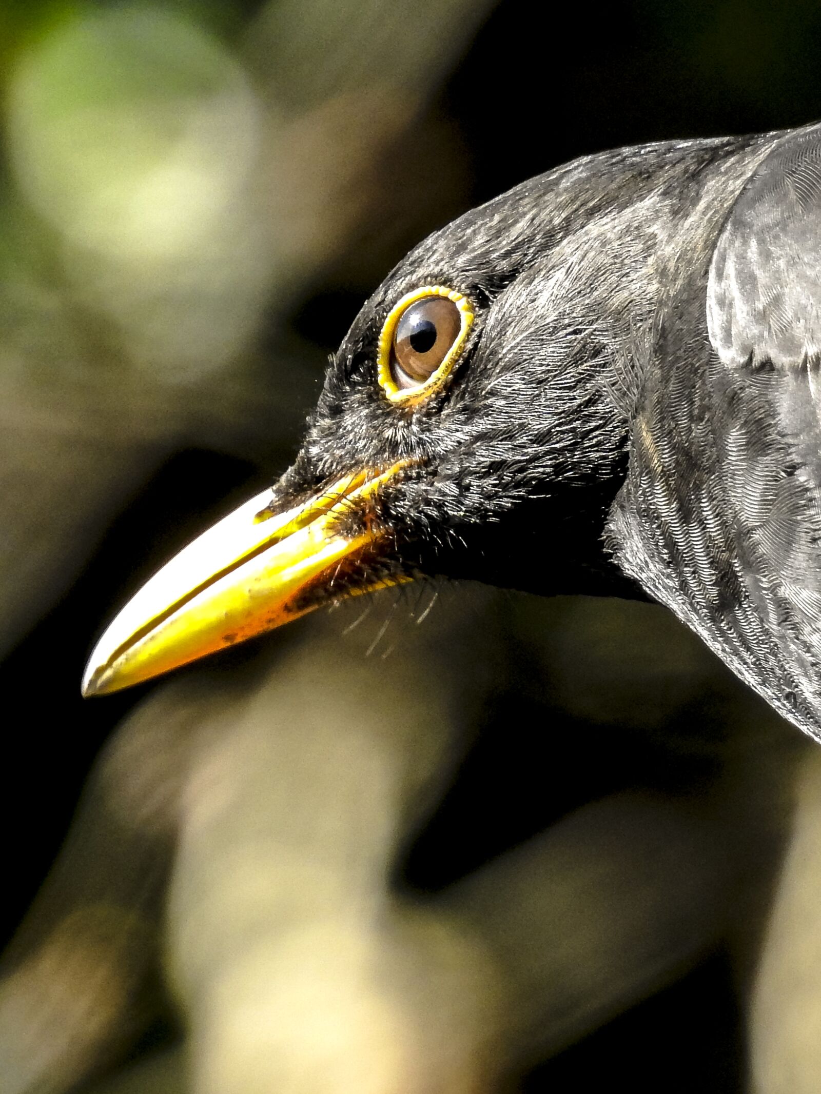 Nikon Coolpix P900 sample photo. Blackbird, bird, songbird photography