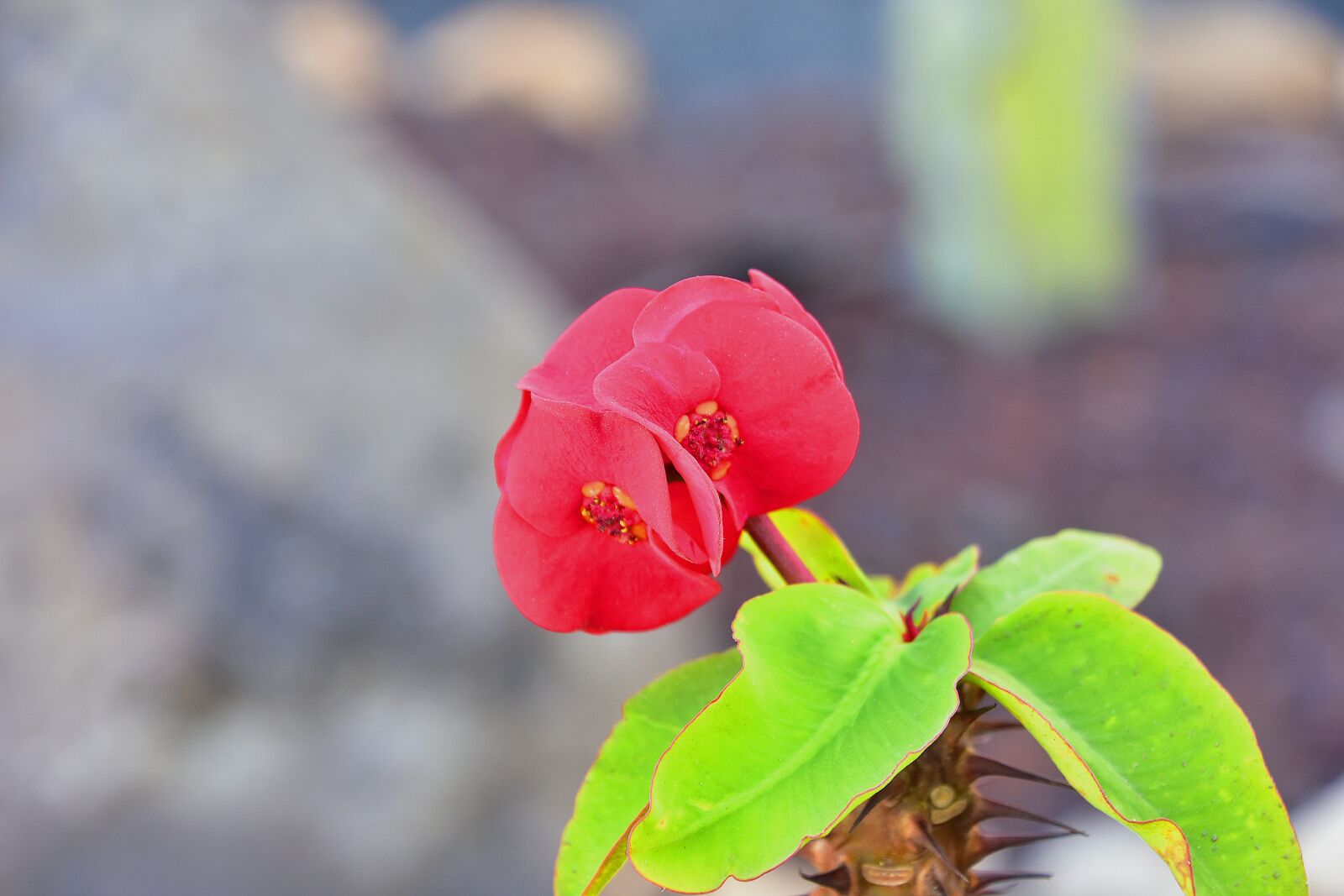 Nikon D7200 sample photo. Flower, garden, plant photography