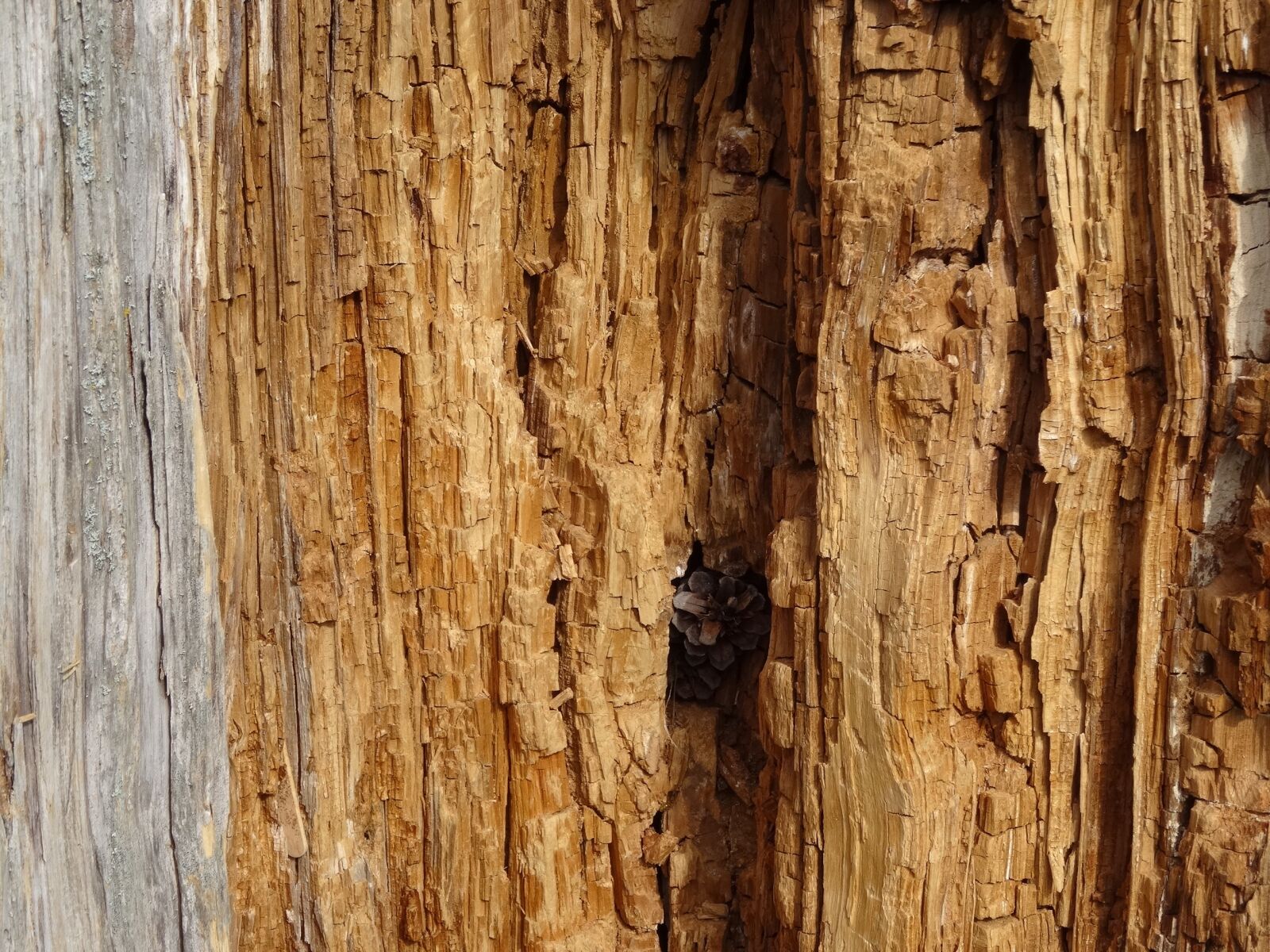 Sony DSC-HX50 sample photo. Log, inner, annual rings photography