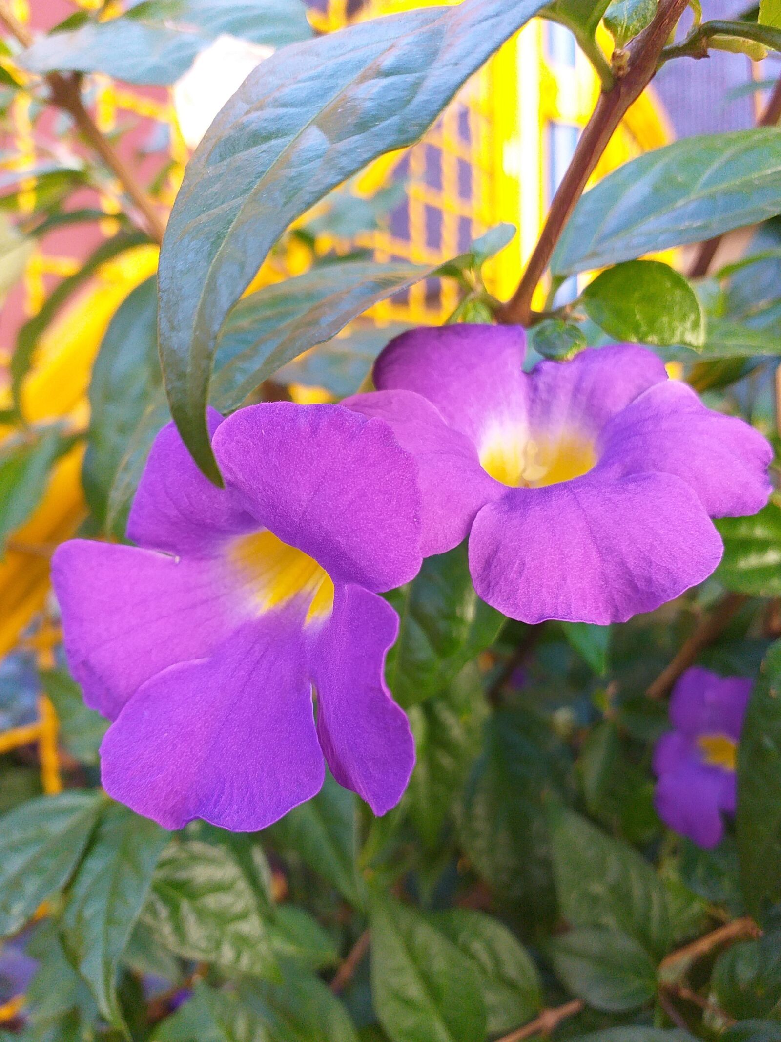Samsung Galaxy J6+ sample photo. Flowers, nature, lilac photography