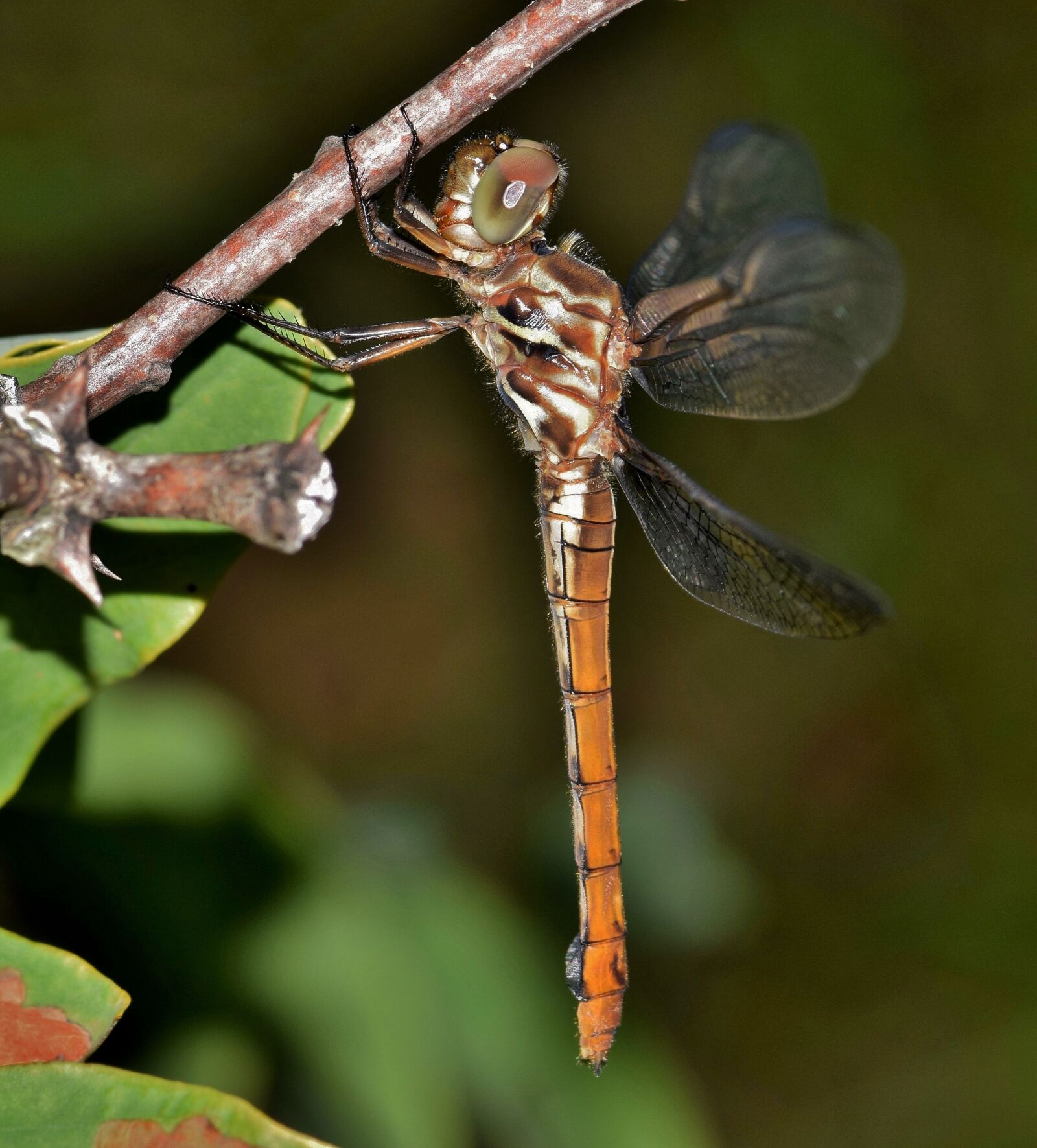 Nikon D5300 sample photo. Dragonfly, insect, winged insect photography