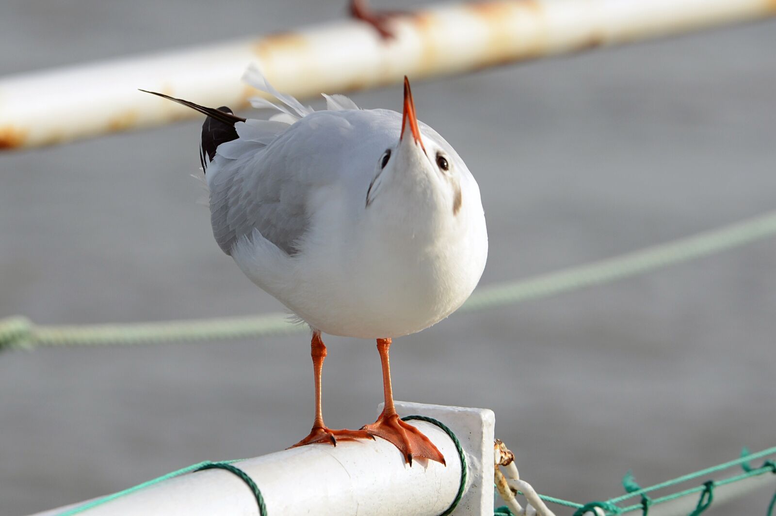 Nikon D600 sample photo. Black headed gull, gulls photography