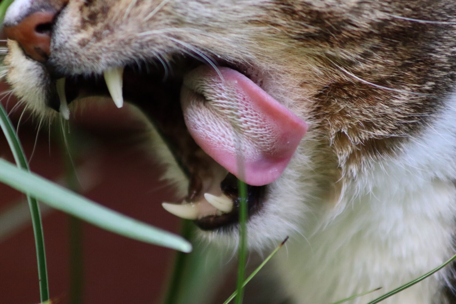 Canon EOS 77D (EOS 9000D / EOS 770D) sample photo. Cat, domestic cat, eat photography