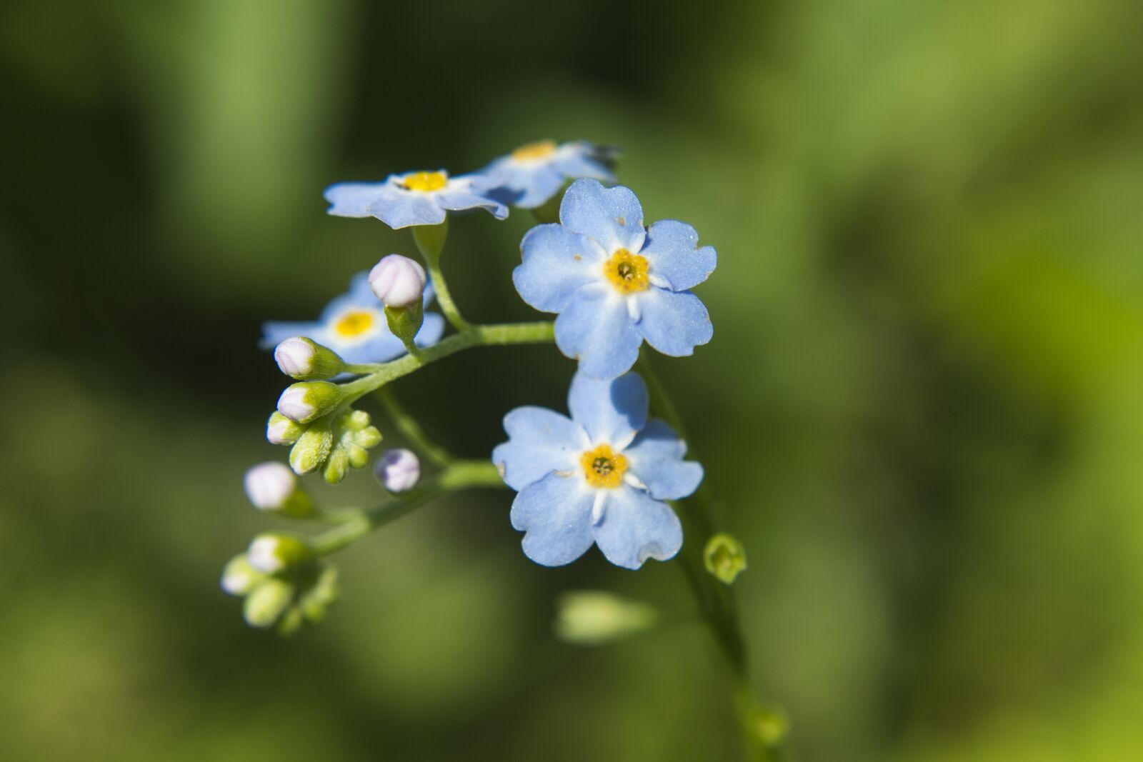 Canon EOS 700D (EOS Rebel T5i / EOS Kiss X7i) sample photo. Nature, flower, plant photography