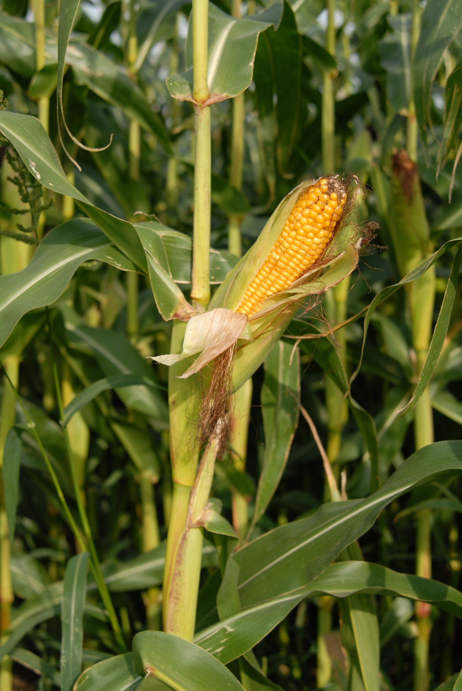Nikon D200 sample photo. Corn on the cob photography