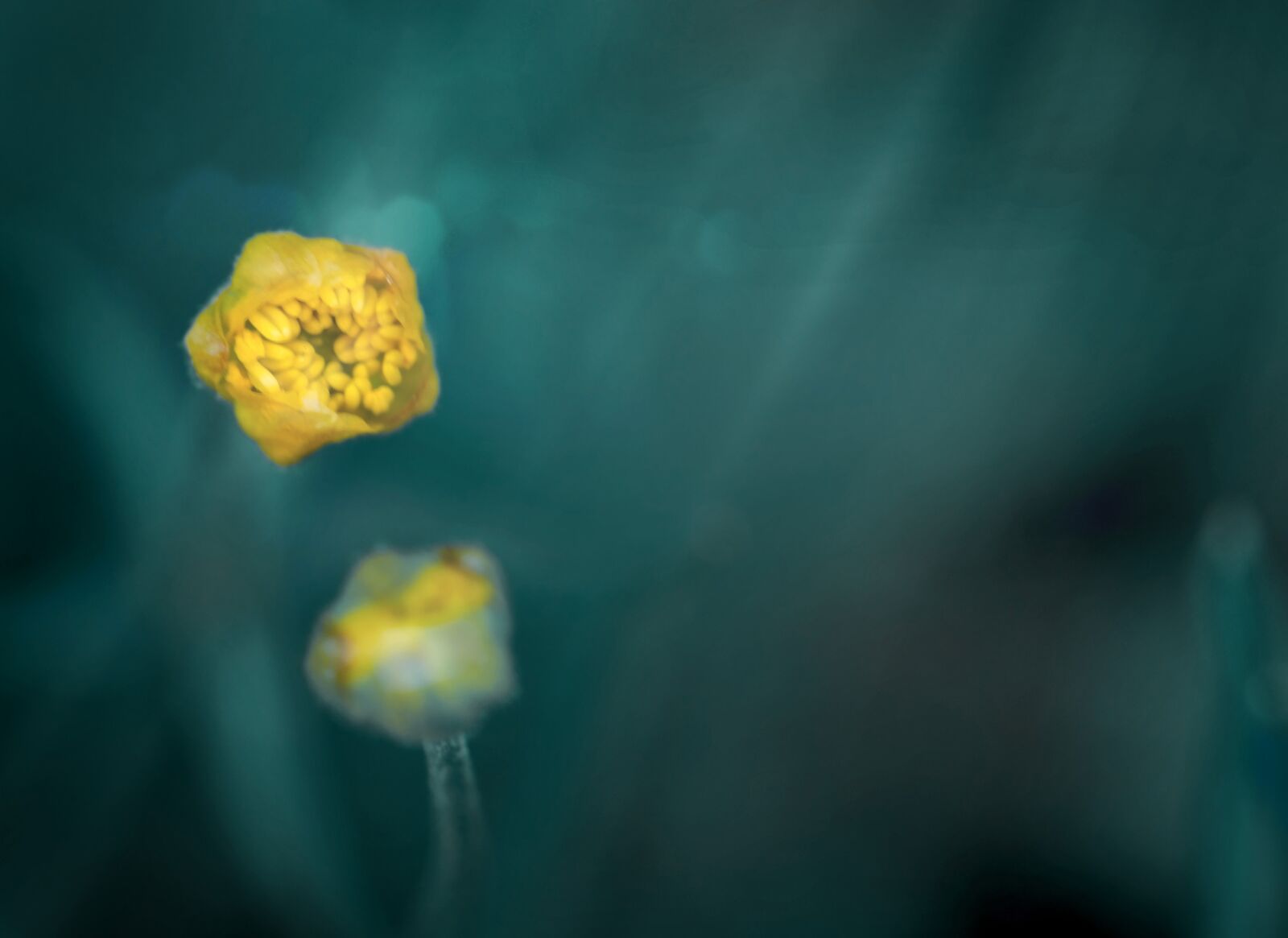 Nikon D5100 sample photo. Bud, wild flower, buttercup photography