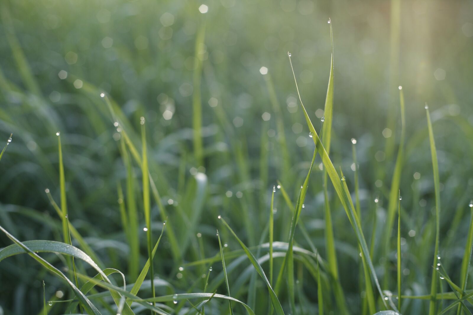 Canon EOS 5D sample photo. Detail, grass, stems photography