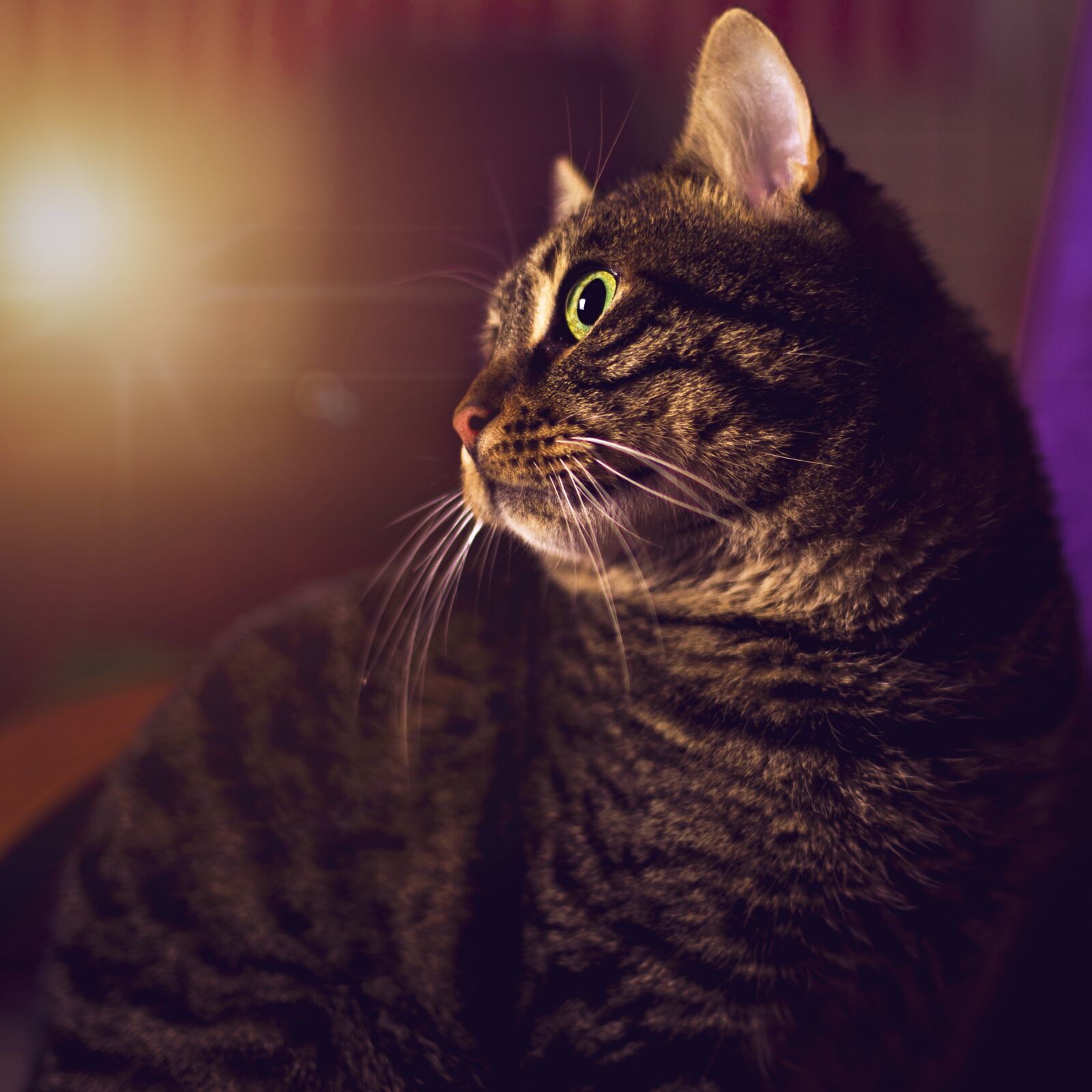 Canon EF 50mm F1.8 II sample photo. Cat, tabby cat, istanbul photography