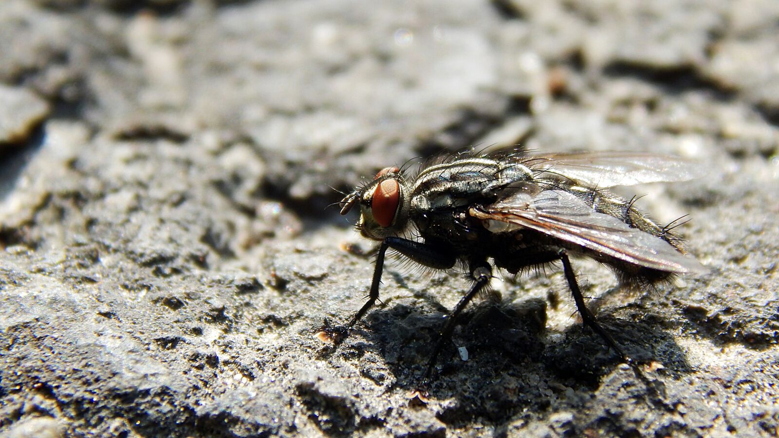 Nikon Coolpix L830 sample photo. Nature, animal, wild world photography