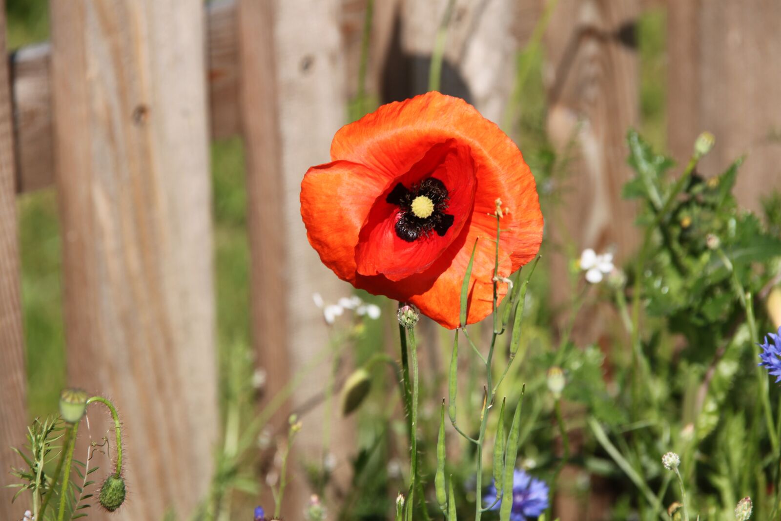 Canon EOS 500D (EOS Rebel T1i / EOS Kiss X3) sample photo. Flower, nature, plant photography