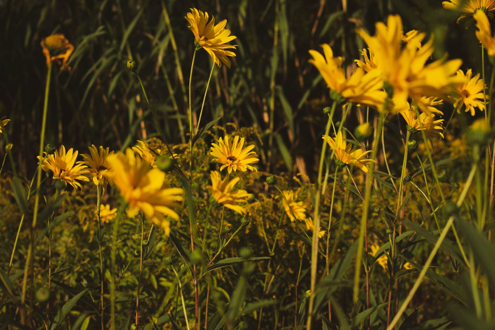 Nikon D3400 sample photo. Flower meadow, meadow, flowers photography