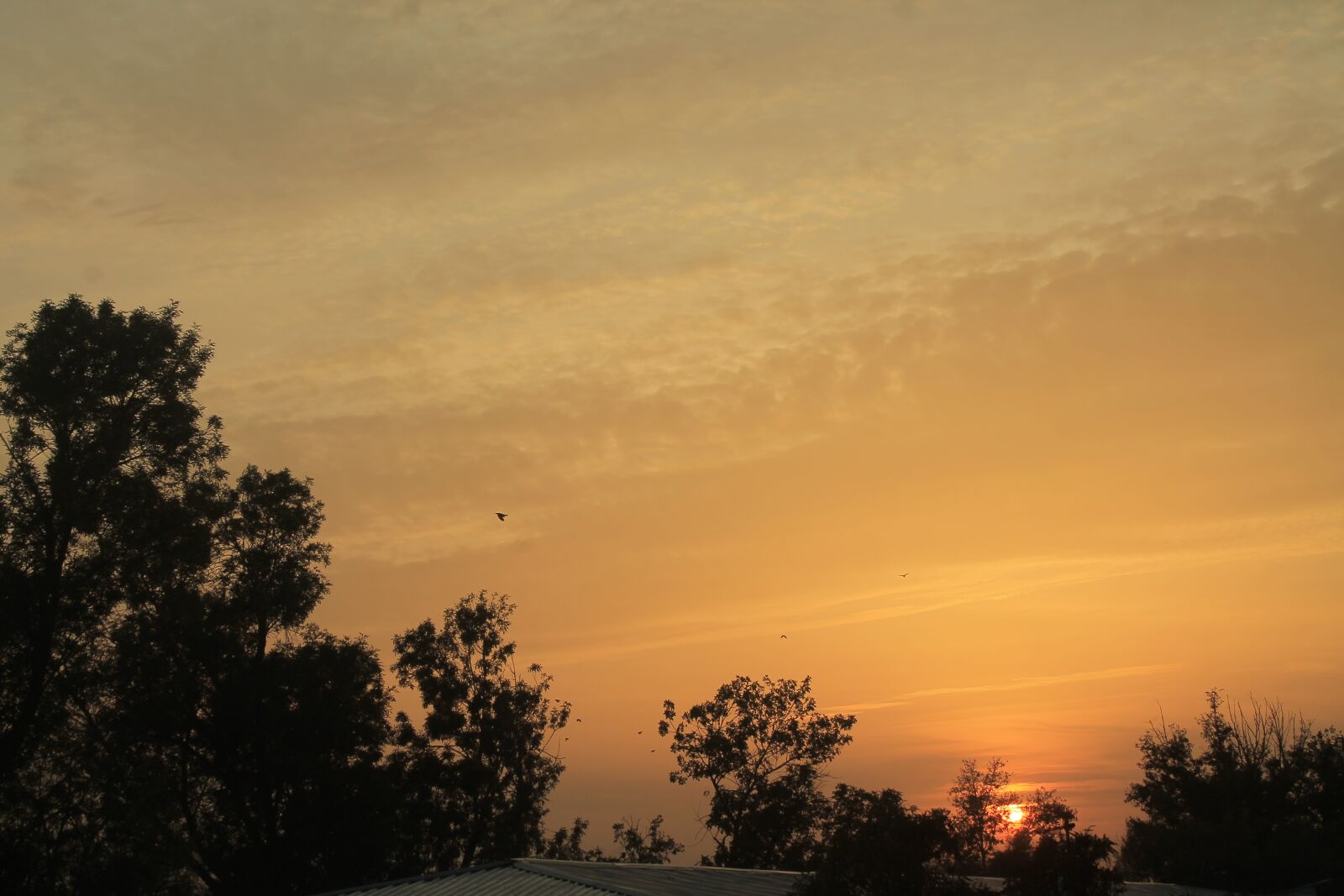 Canon EOS 1100D (EOS Rebel T3 / EOS Kiss X50) sample photo. Sunset, trees, twilight photography
