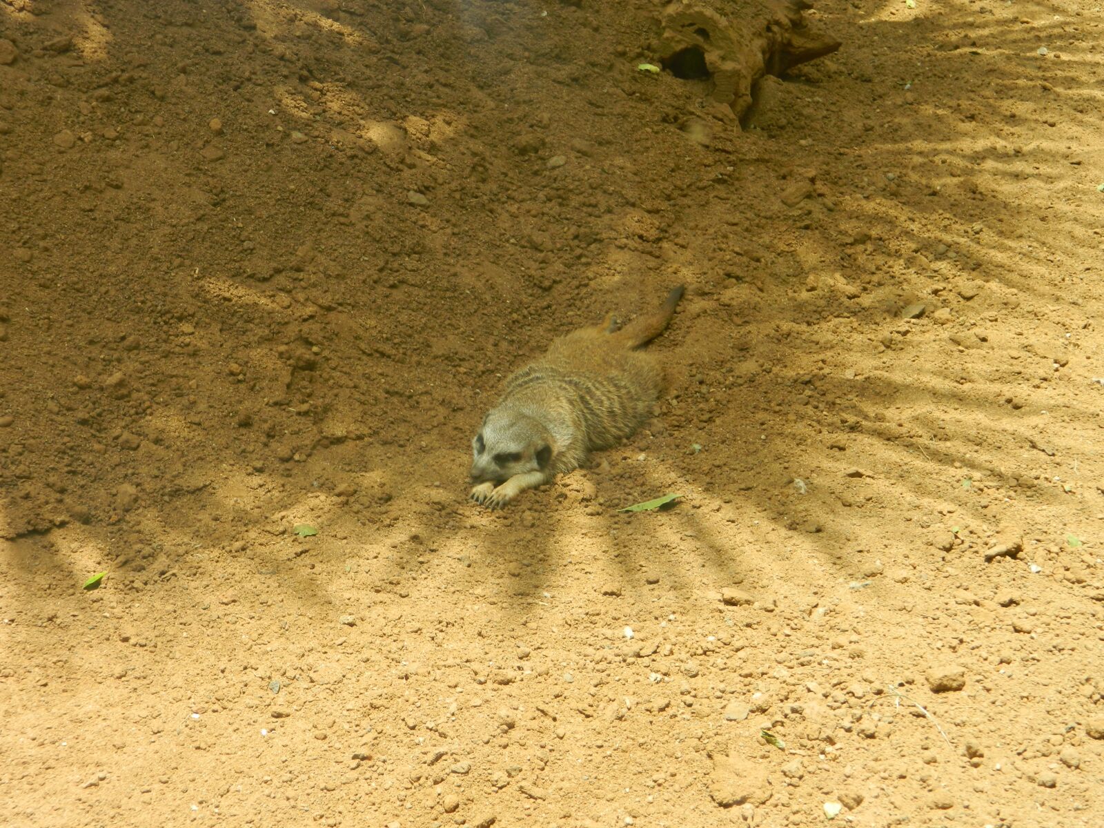 Nikon Coolpix L120 sample photo. Meerkat, faunia, nature photography